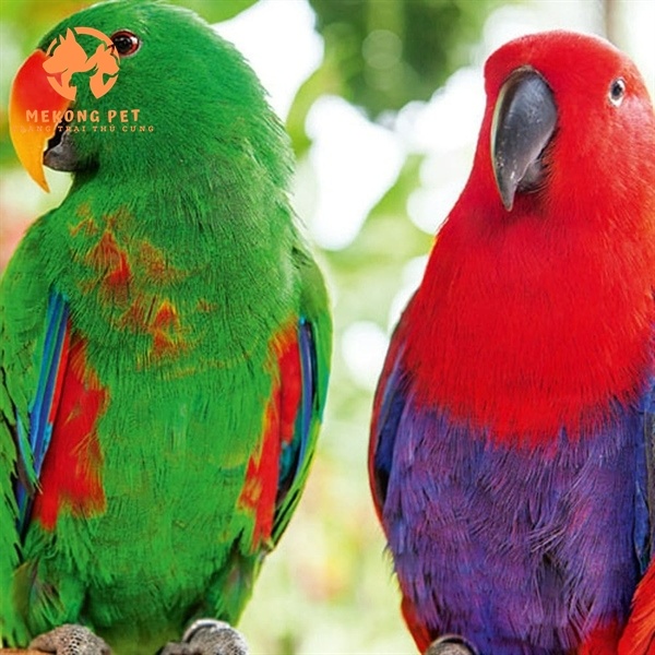 Mua Bán Vẹt Eclectus TPHCM – Địa Chỉ Uy Tín, Giá Tốt